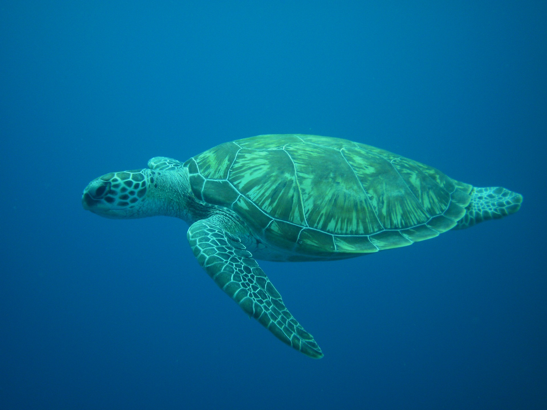 Du darfst das Leben leicht nehmen – oder was wir von einer grünen Meeresschildkröte lernen können